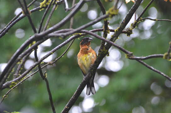 Image of Black-headed Grosbeak