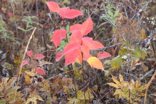 Imagem de Malus baccata (L.) Borkh.