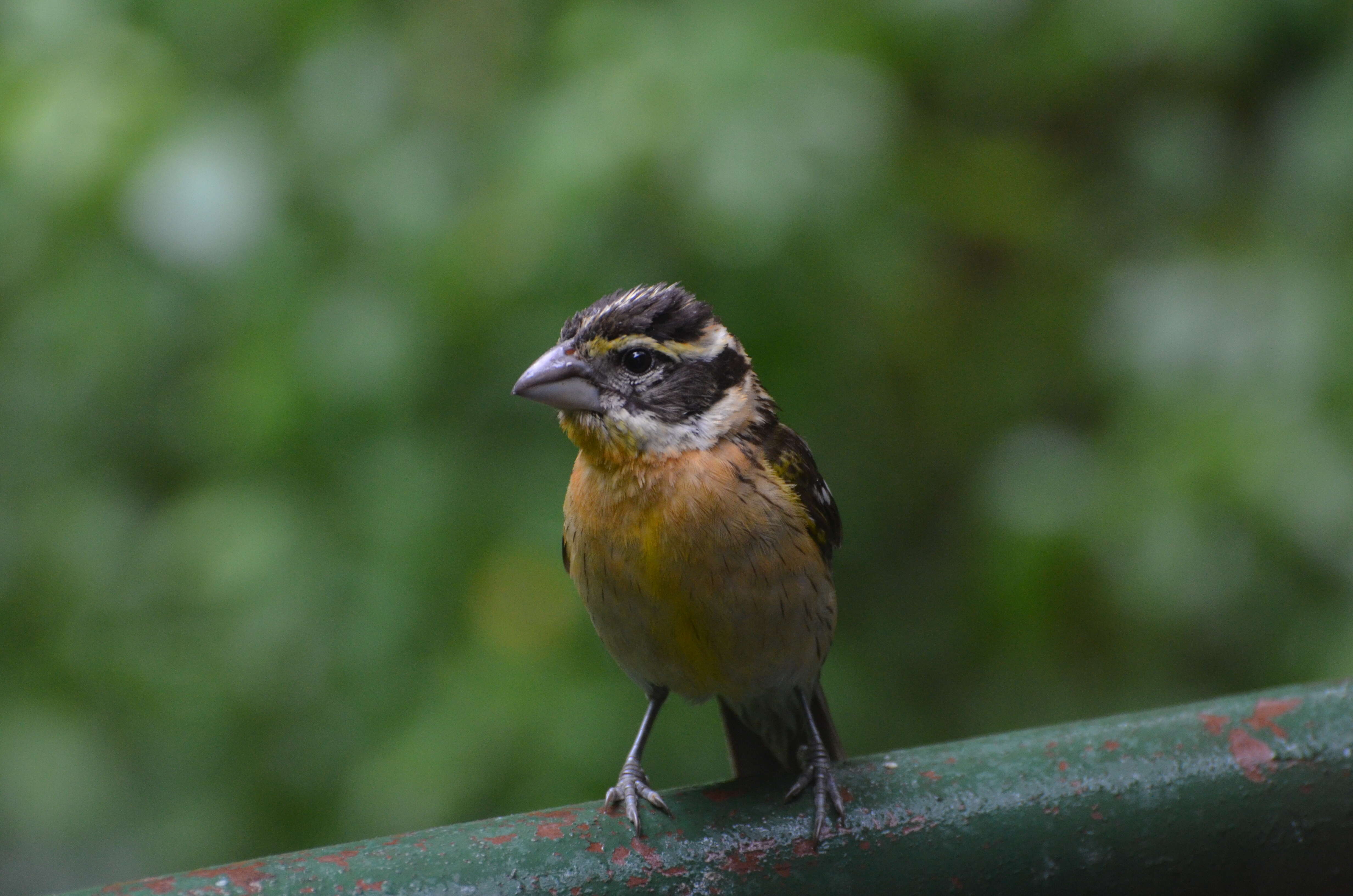 Image of Black-headed Grosbeak