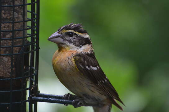 Image of Black-headed Grosbeak