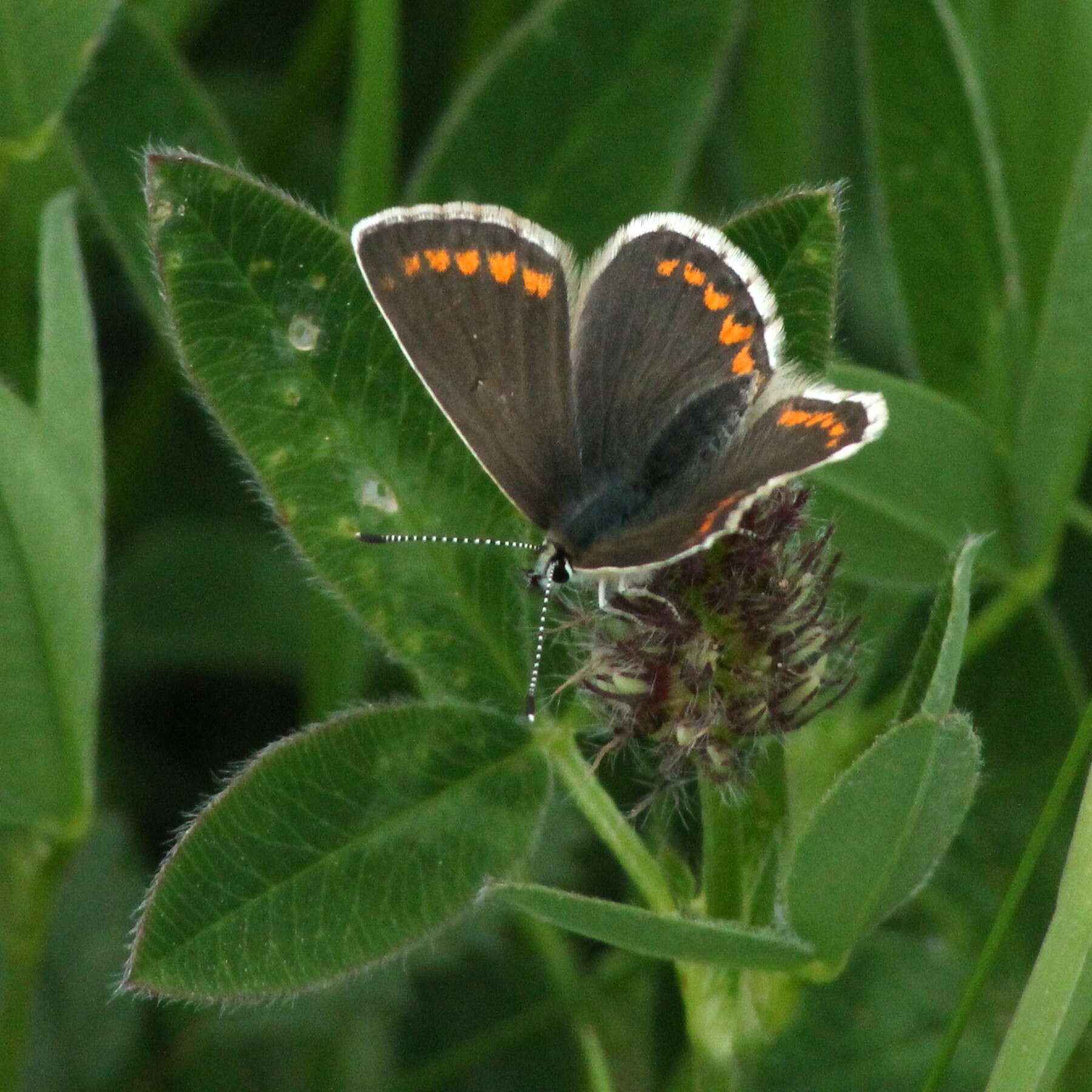 Image of <i>Aricia artaxerxes</i> (Fabricius 1793)