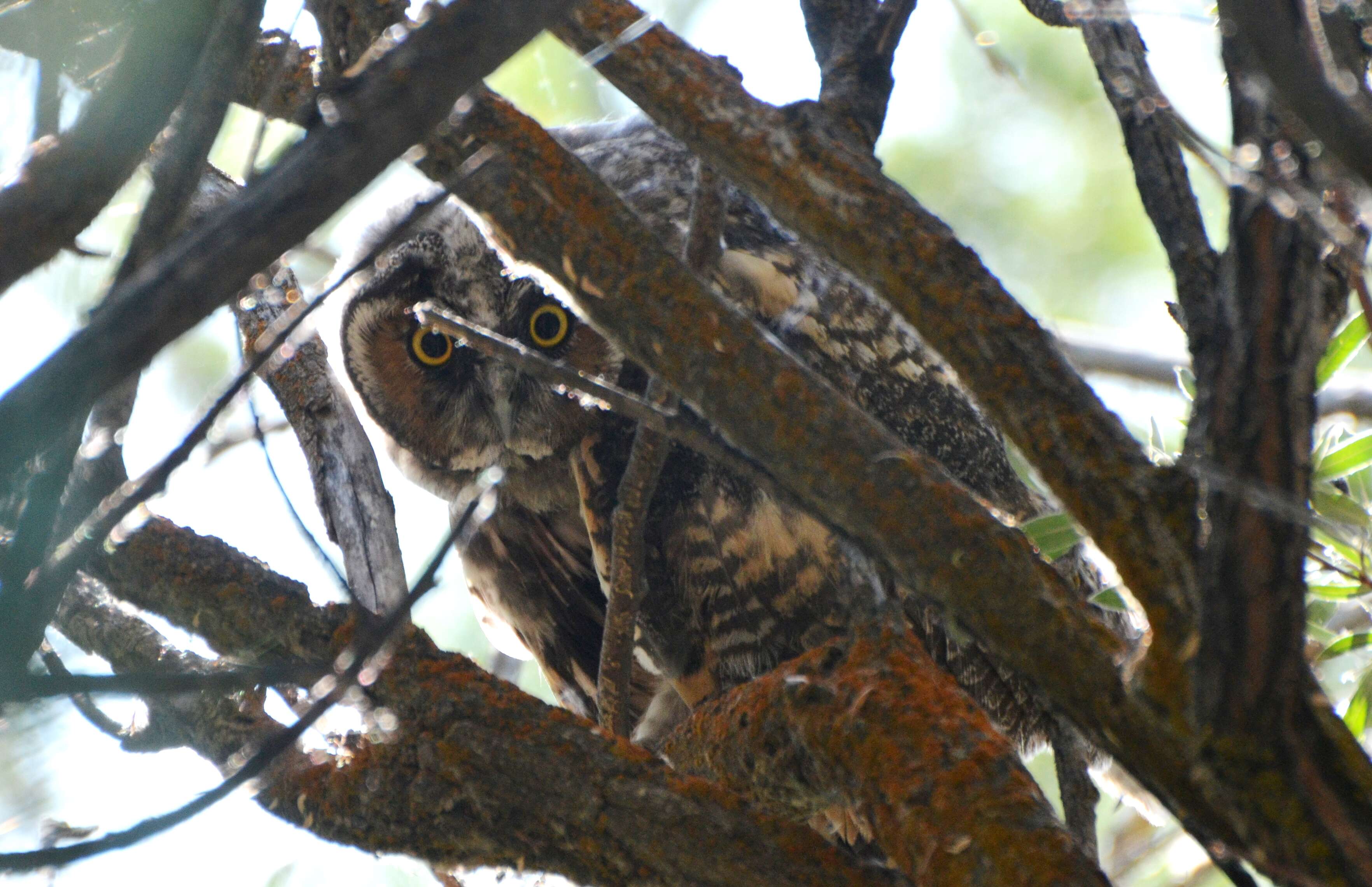 Image of Long-eared Owl