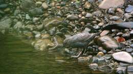 Image of American Dipper