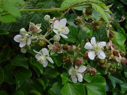 Image of Rubus pruinosus Arrhenius