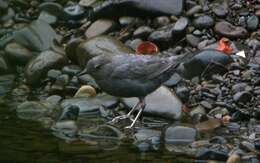 Image of American Dipper