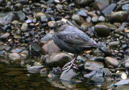 Image of American Dipper