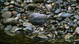 Image of American Dipper