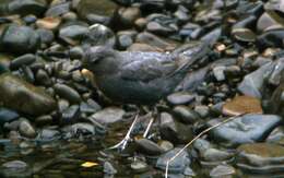 Image of American Dipper