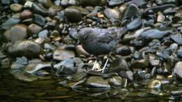 Image of American Dipper