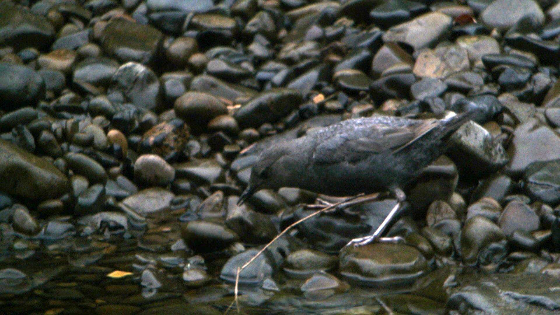 Image of American Dipper