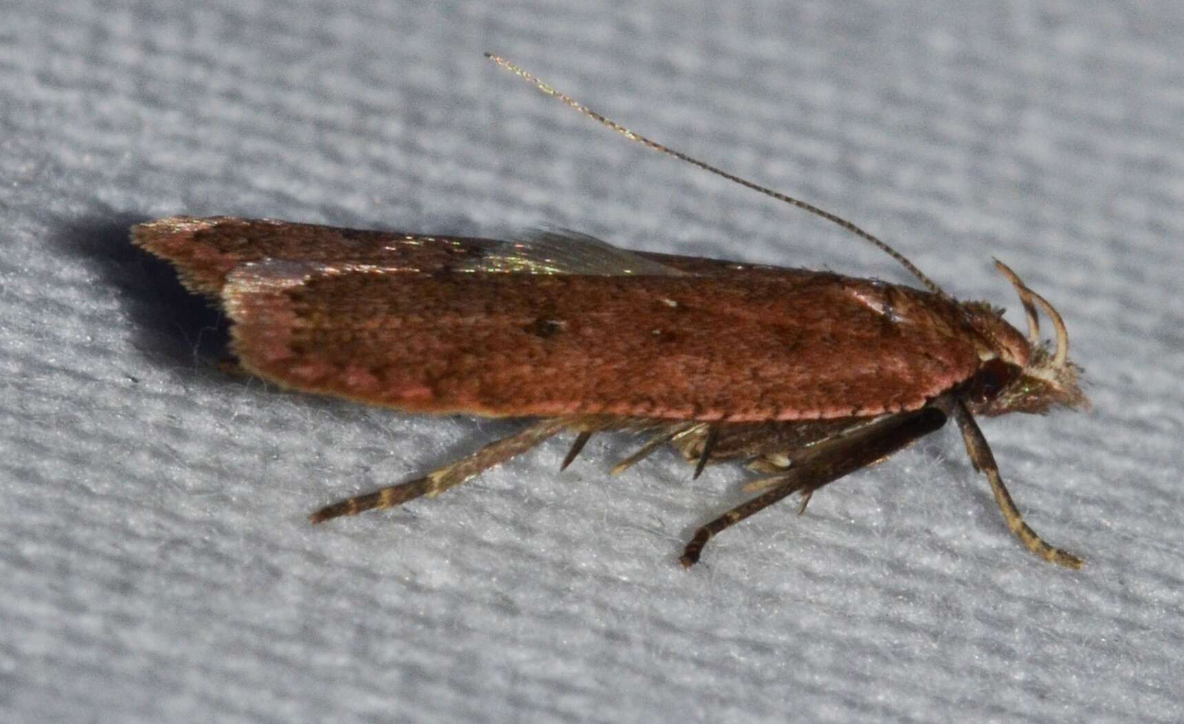 Image of Dichomeris ventrella