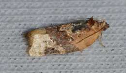 Argyrotaenia velutinana Walker 1863的圖片