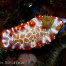 Plancia ëd Hypselodoris iacula Gosliner & R. F. Johnson 1999