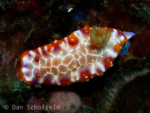 Image of Hypselodoris iacula Gosliner & R. F. Johnson 1999