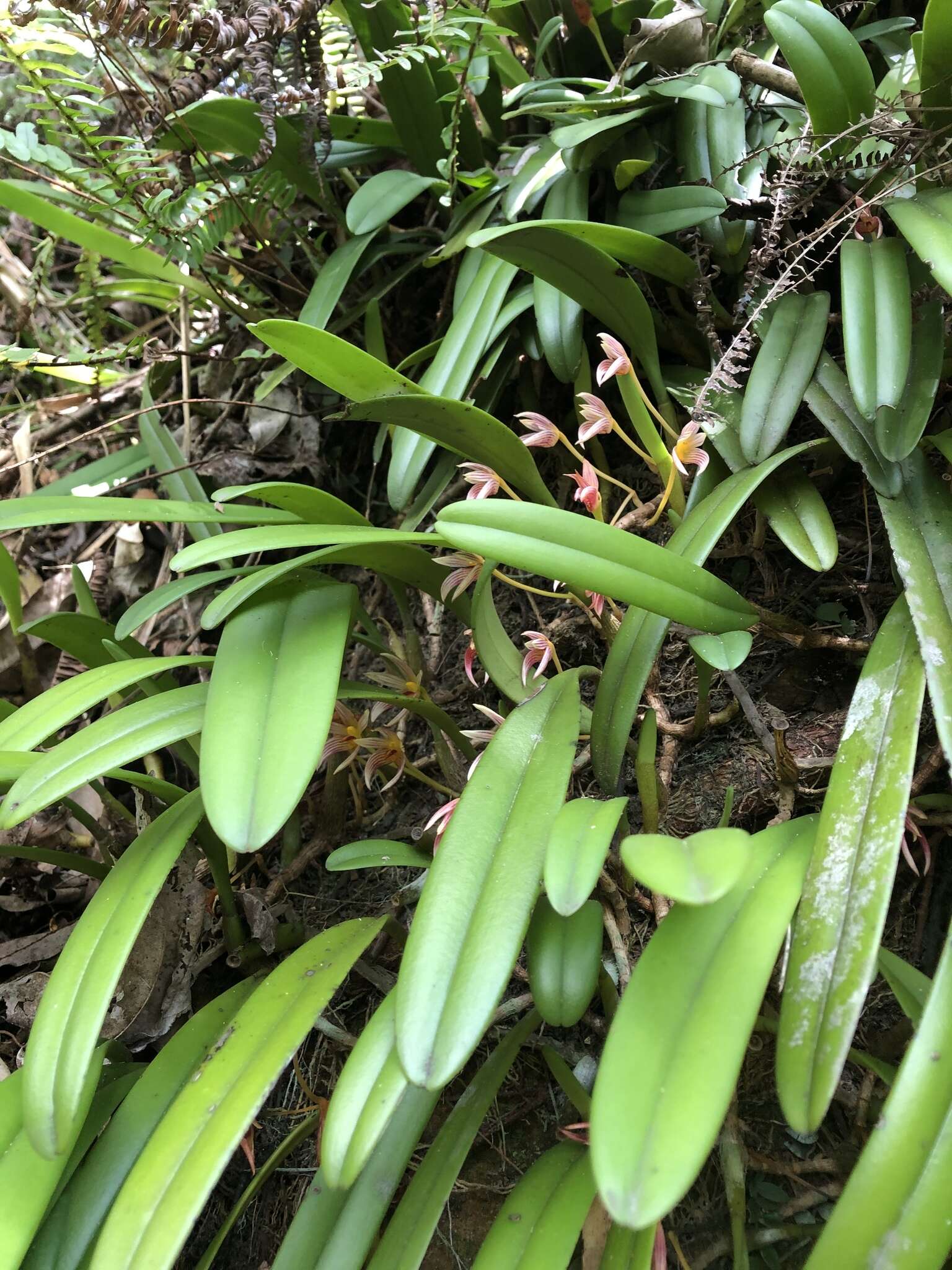 Image of Bulbophyllum affine Wall. ex Lindl.