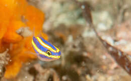 Image of Goldstripe whiptail