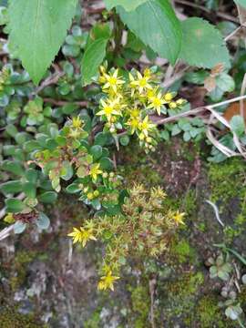 Image of Sedum nokoense Yamam.