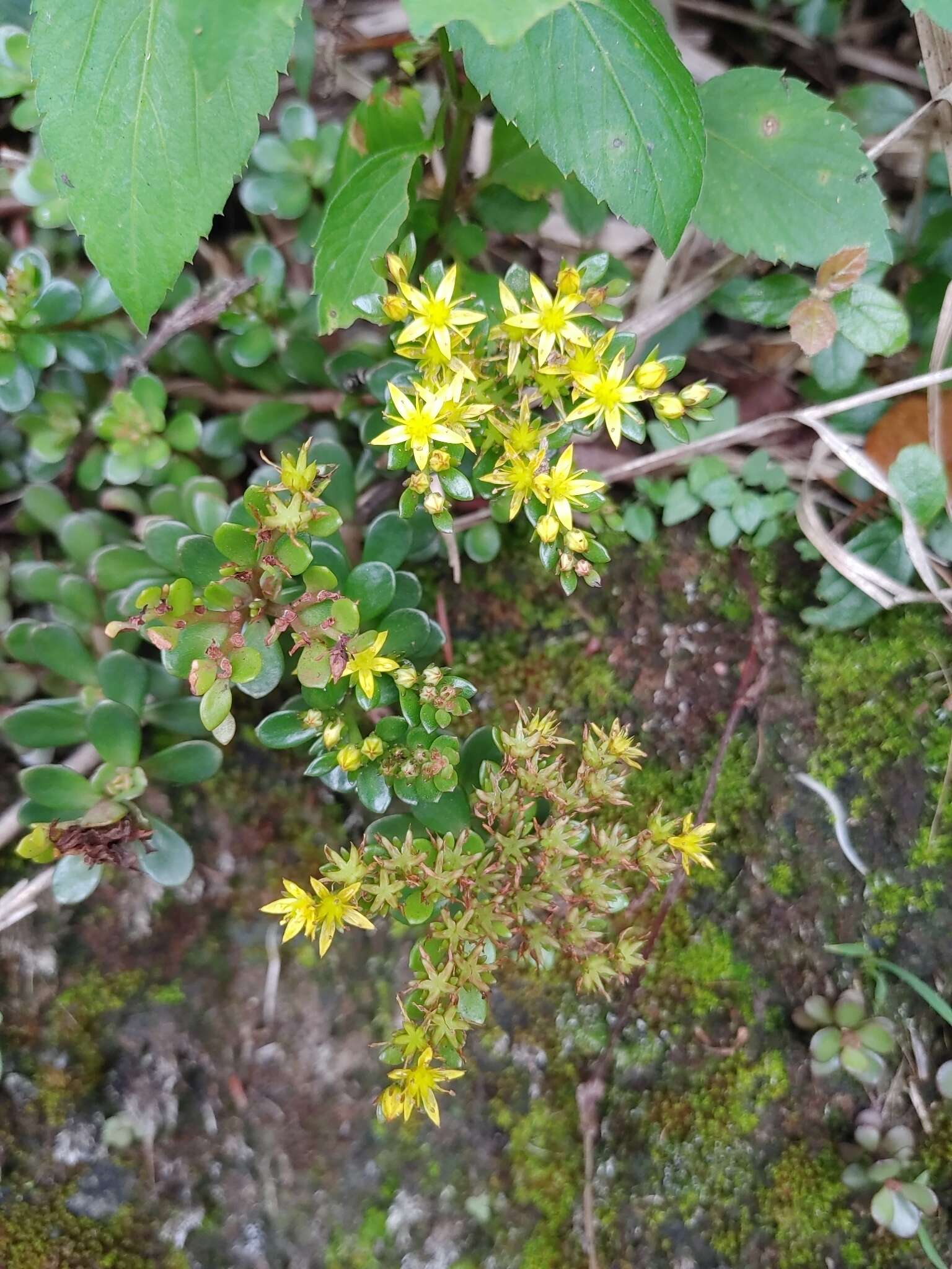 Sivun Sedum nokoense Yamam. kuva