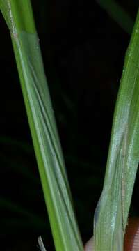 Carex crinita var. brevicrinis Fernald resmi