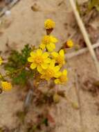 Image of Senecio incrassatus Lowe