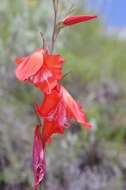 Imagem de Gladiolus saundersii Hook. fil.