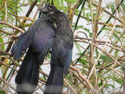 Sivun Crotophaga Linnaeus 1758 kuva