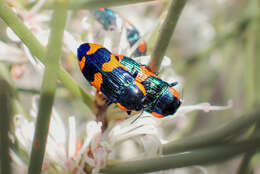 Image of Castiarina grata (Saunders 1869)