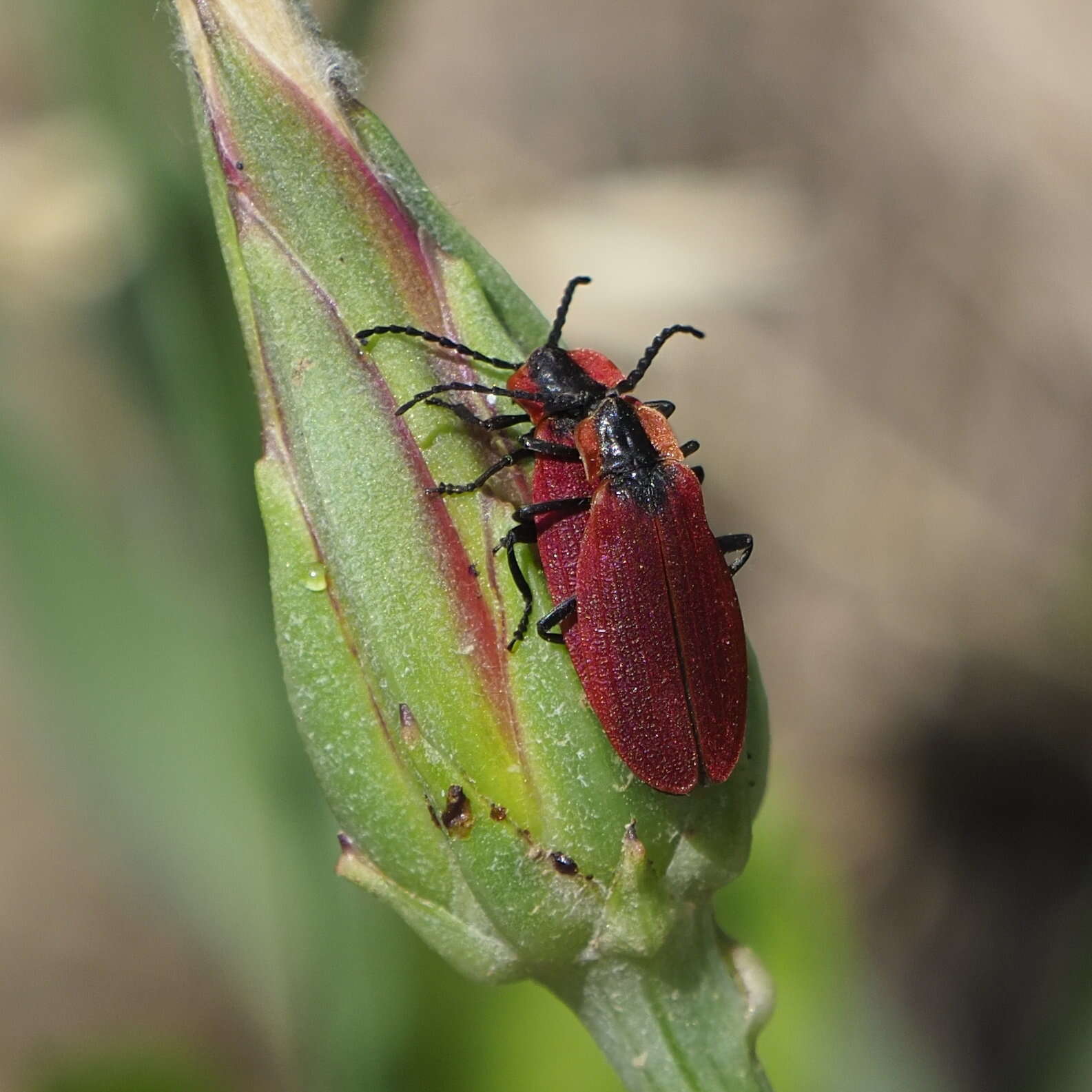 Plancia ëd Lycus sanguinipennis Say 1823