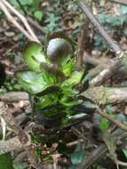 Imagem de Strobilanthes luridus Wight