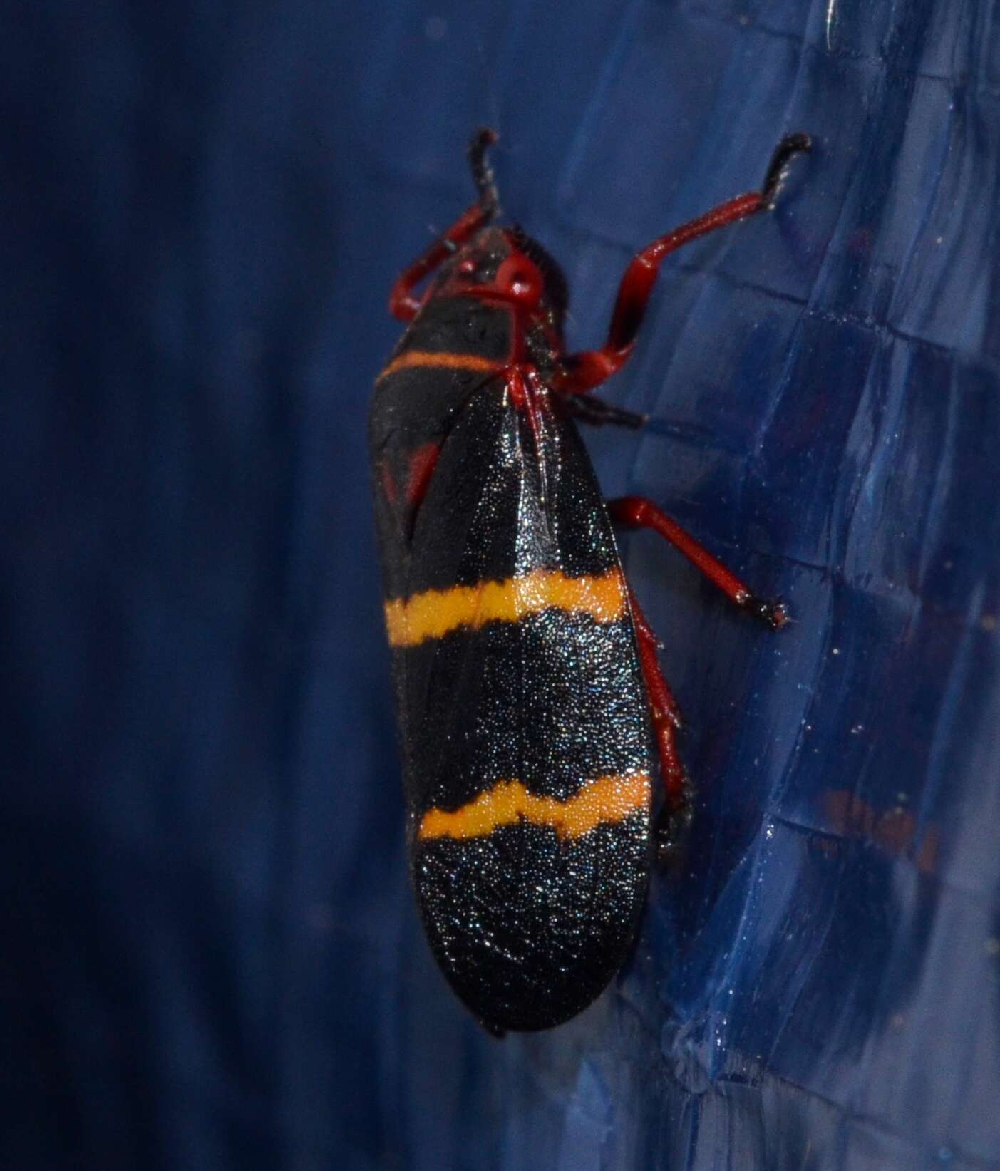 Image of Two-lined Spittlebug