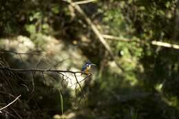 Image of Half-collared Kingfisher