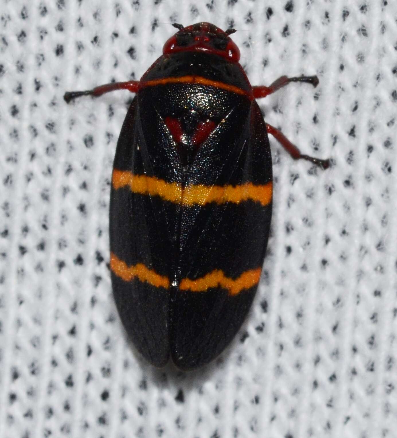 Image of Two-lined Spittlebug