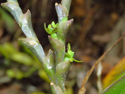 Image of Epidendrum cardiophorum Schltr.