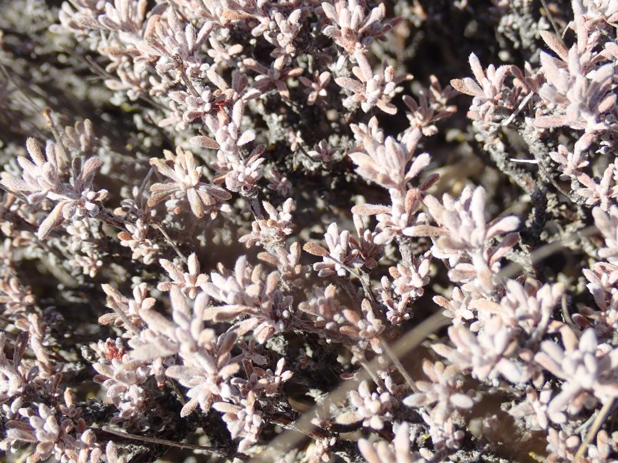 Image of snow buckwheat