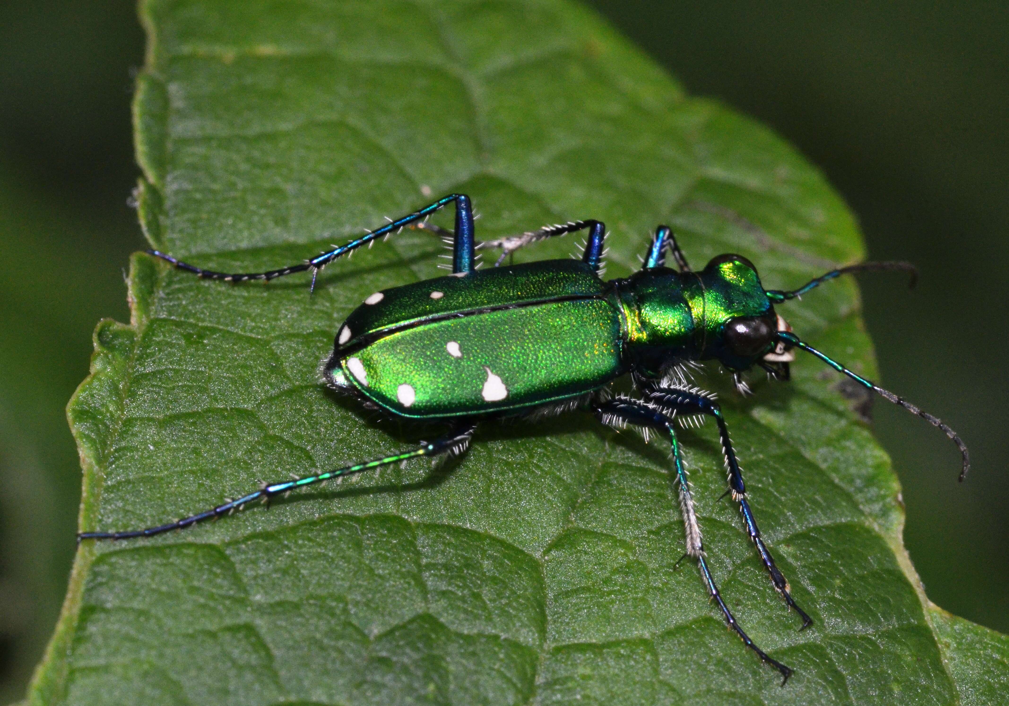 Imagem de Cicindela (Cicindela) sexguttata Fabricius 1775