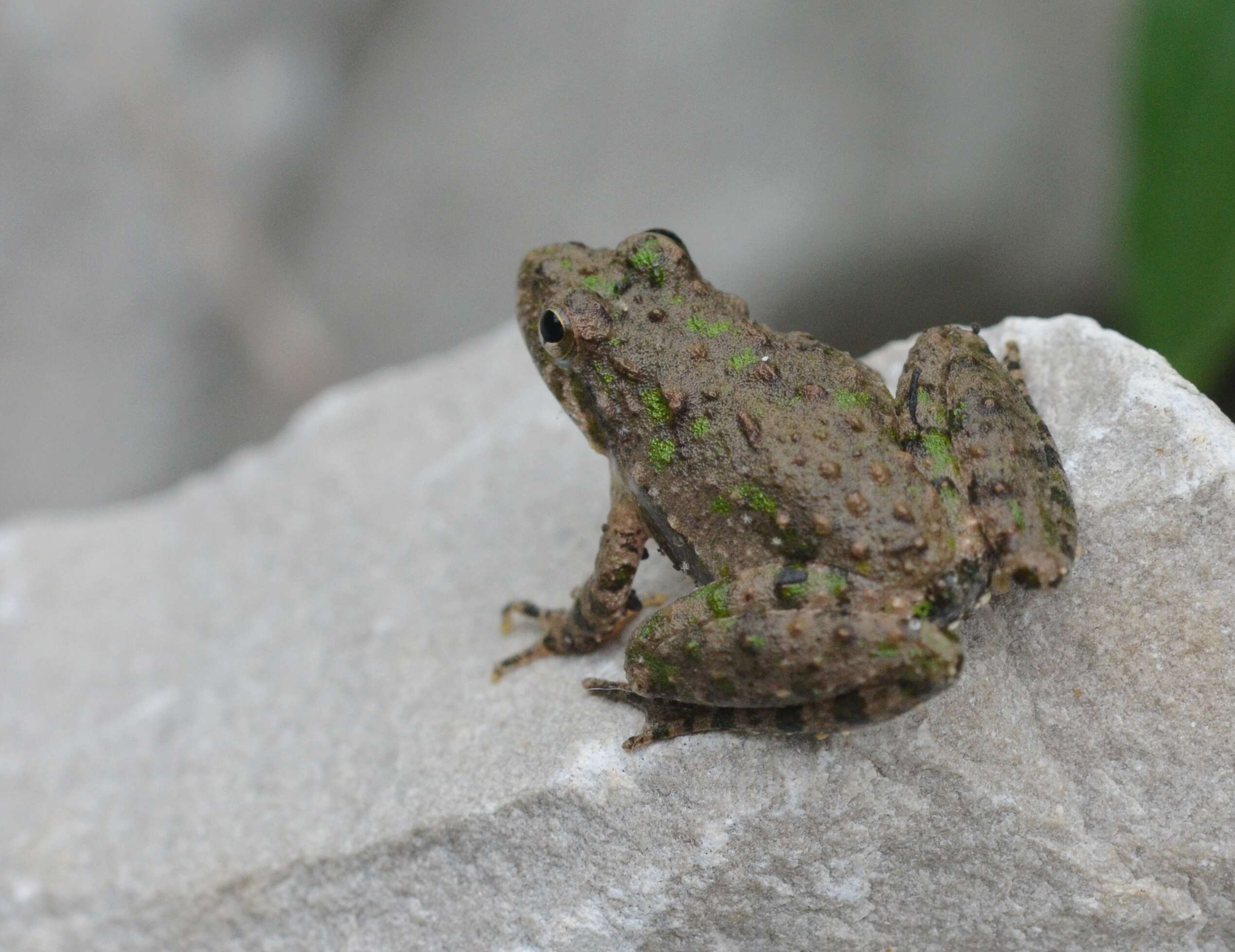 Image of Northern Cricket Frog
