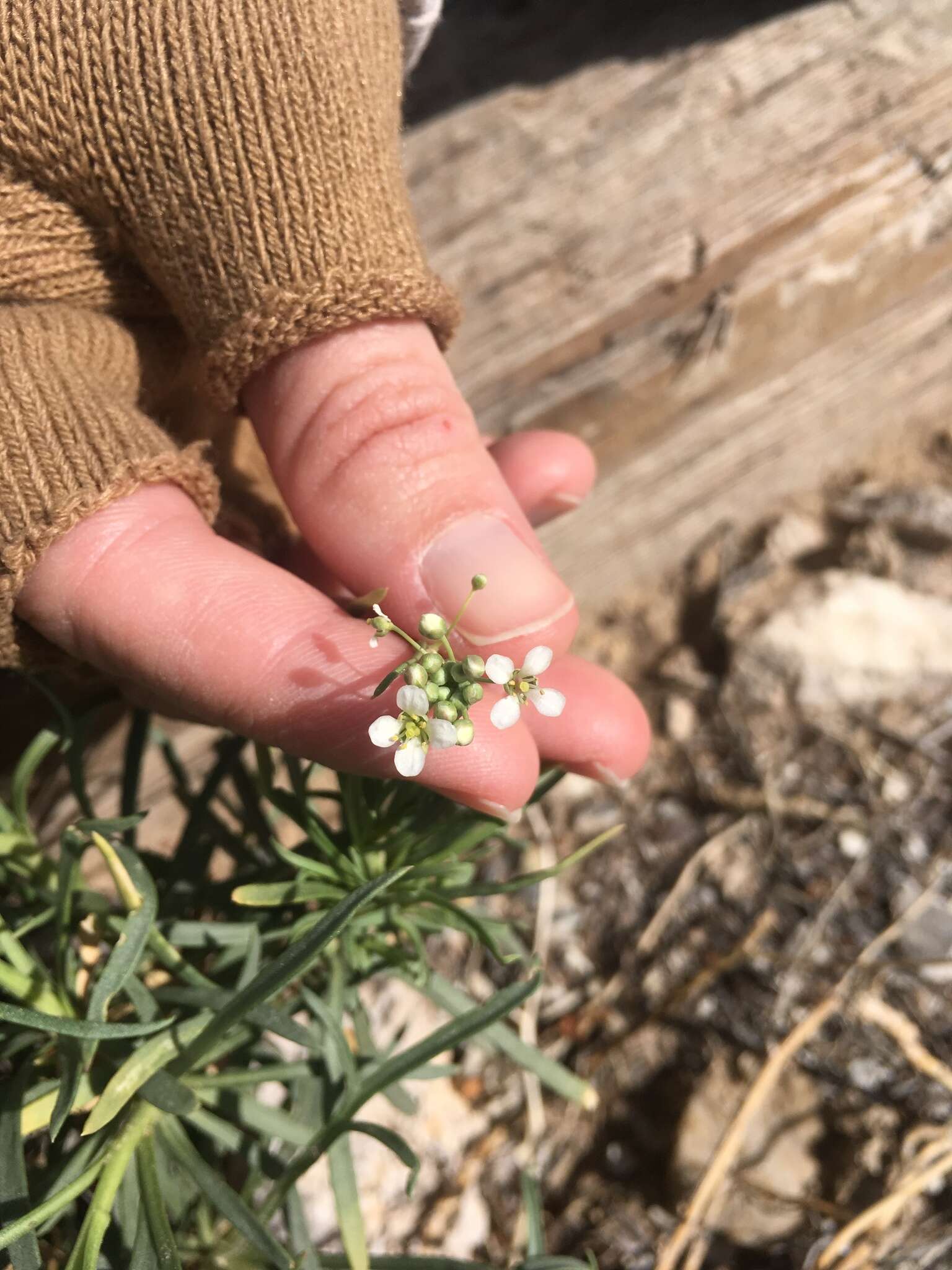 Image de Lepidium fremontii S. Watson