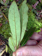 Image of Coprosma dodonaeifolia W. R. B. Oliv.