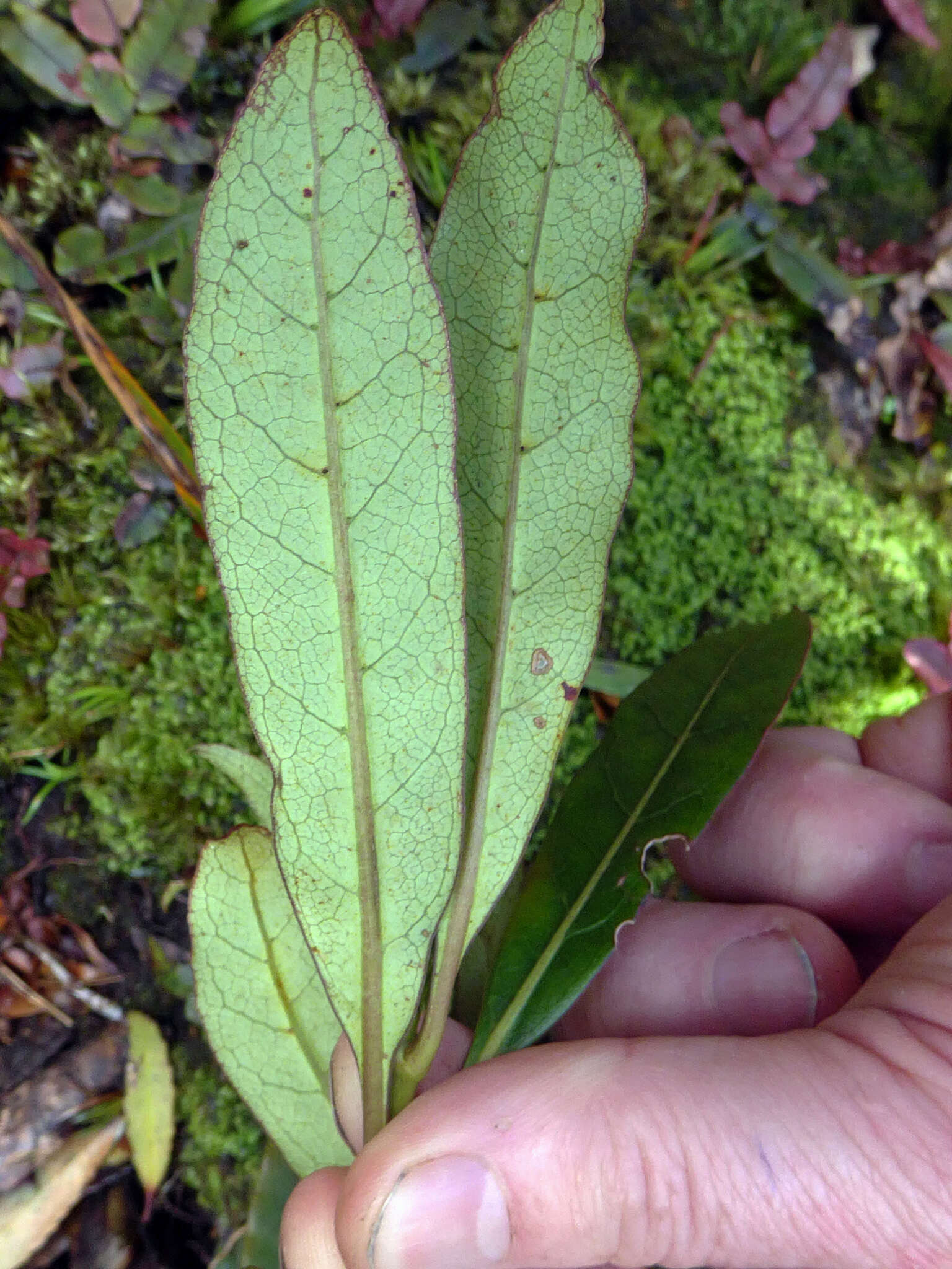 Image of Coprosma dodonaeifolia W. R. B. Oliv.