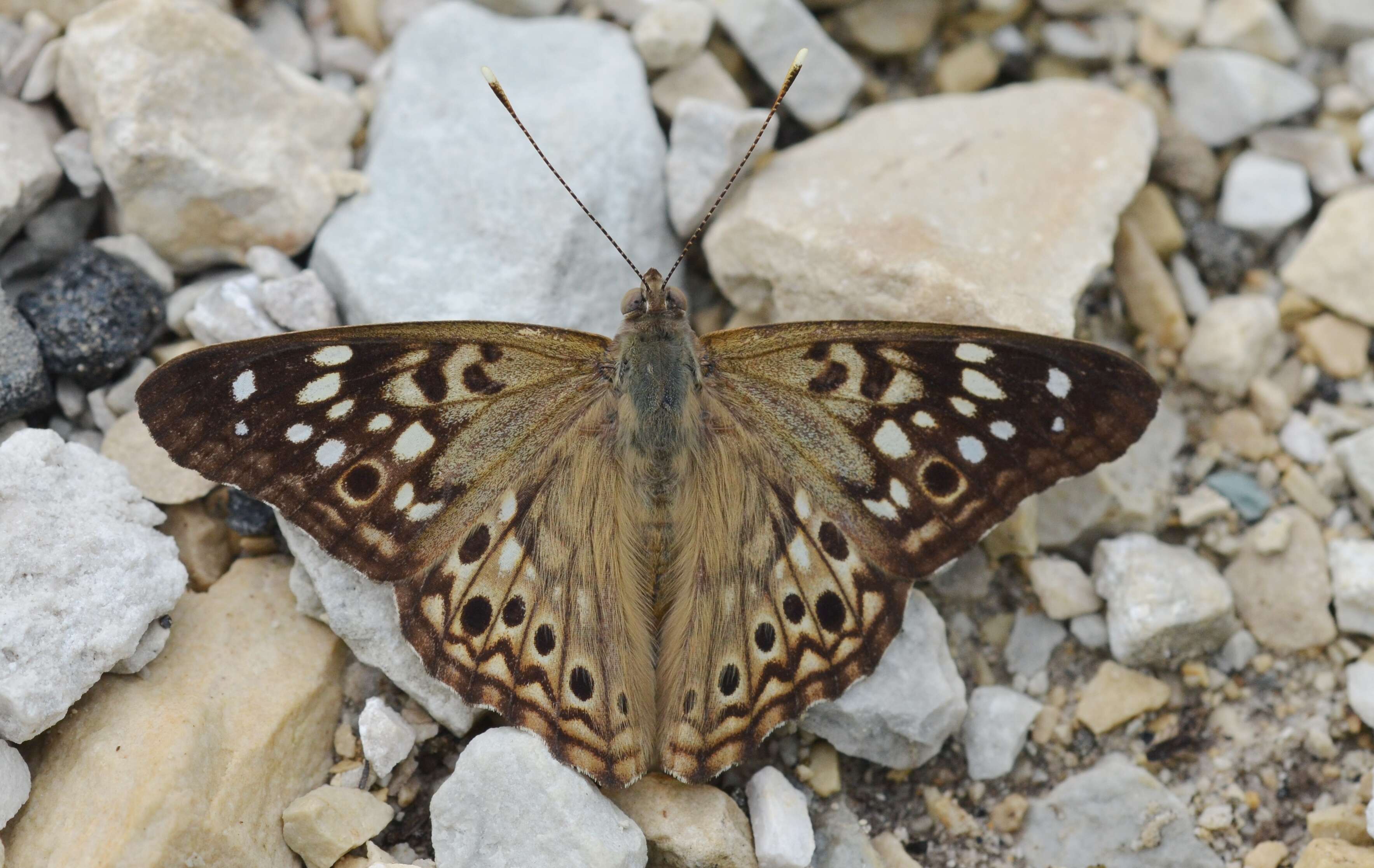 Image of Hackberry Emperor