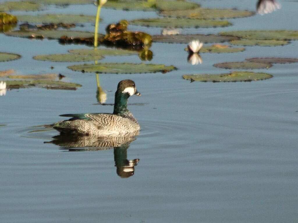 Image of Green Pygmy Goose