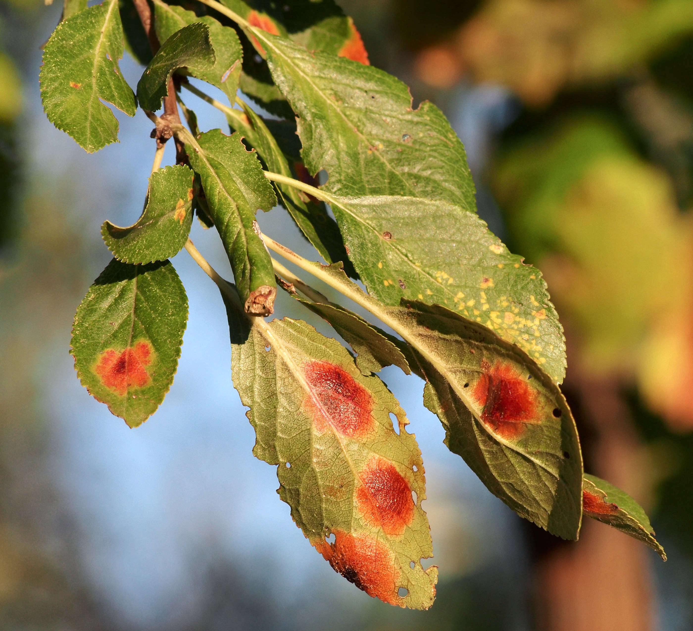 Image of Polystigma