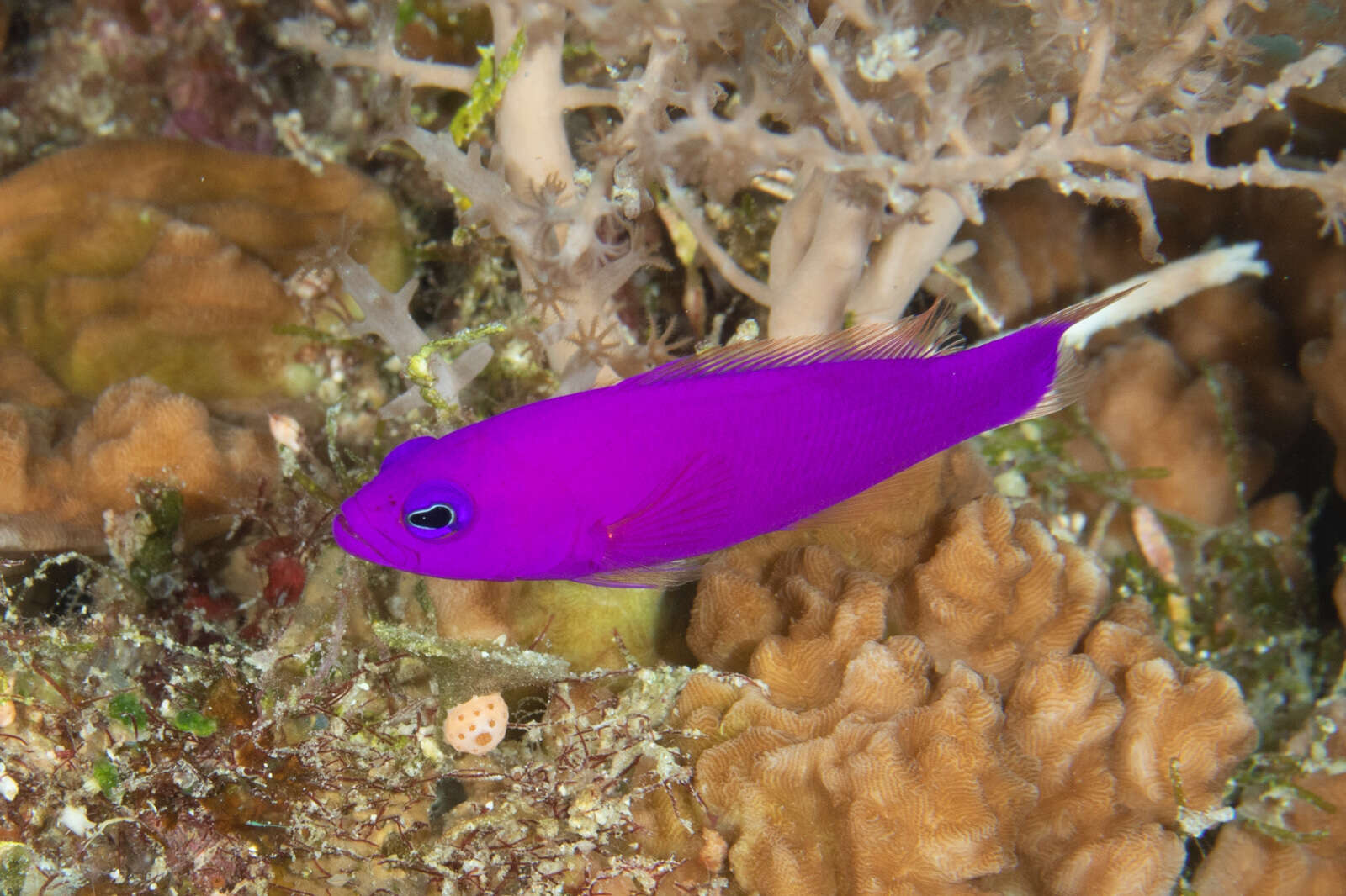 Image de Pictichromis porphyrea (Lubbock & Goldman 1974)