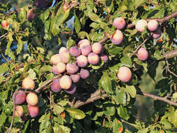 Image of European plum