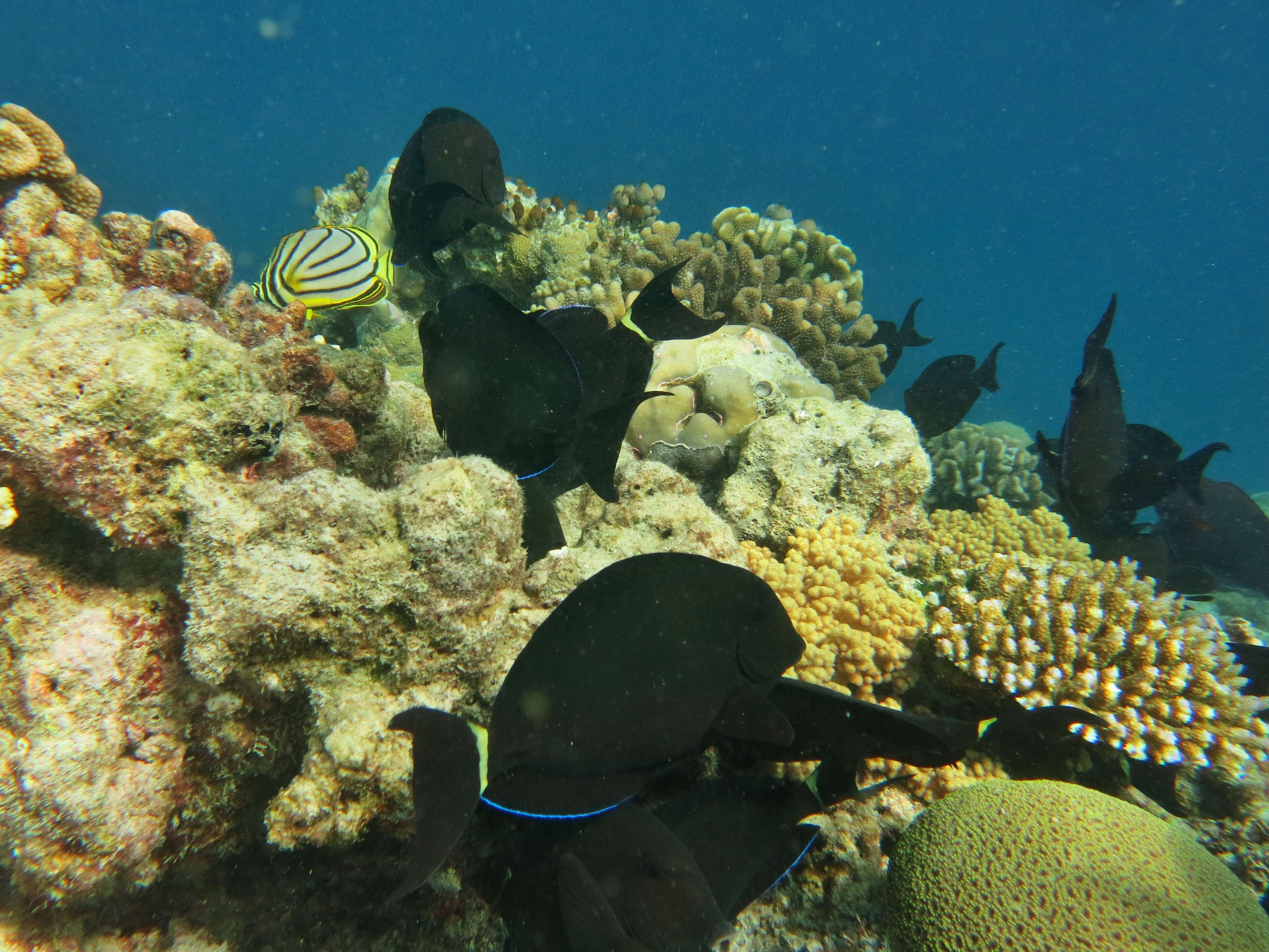 Image of Blue-banded Pualu