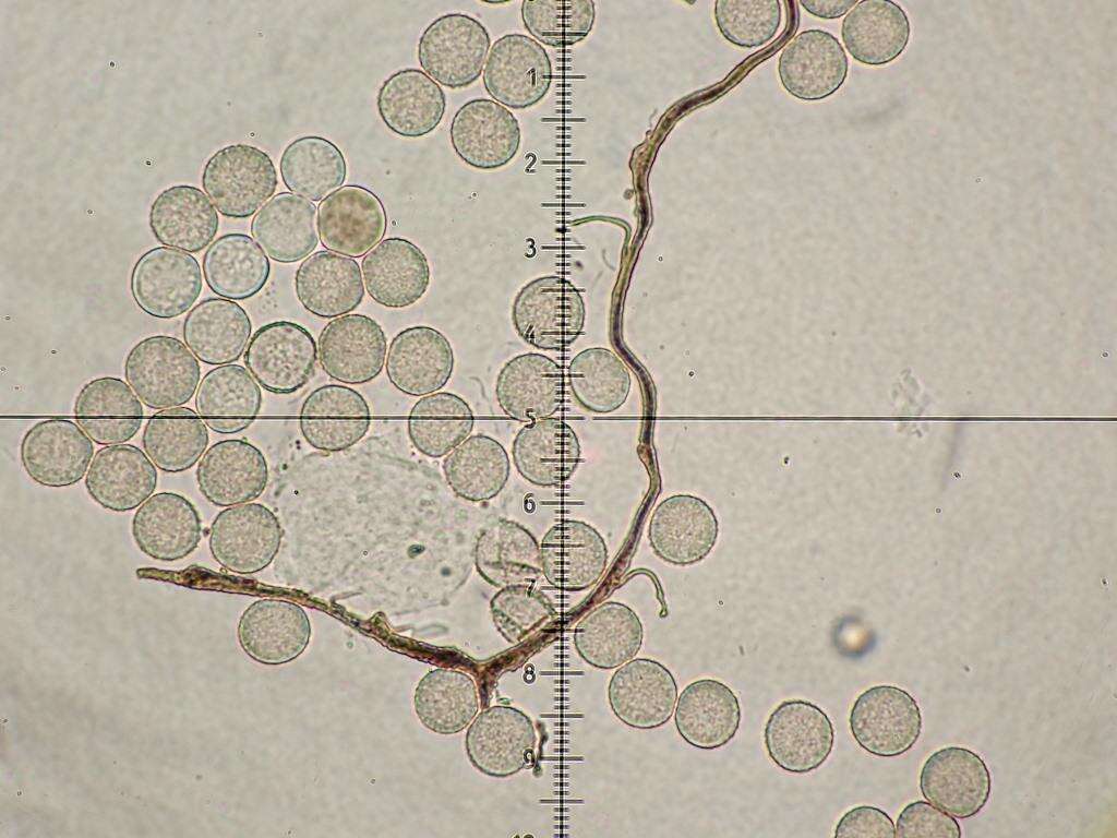 Image of Calomyxa metallica