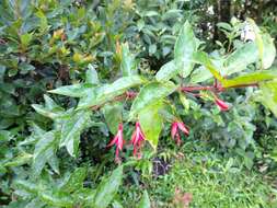 Image of Fuchsia regia subsp. reitzii P. E. Berry