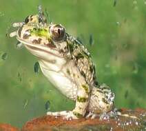 Image of Parsley Frog