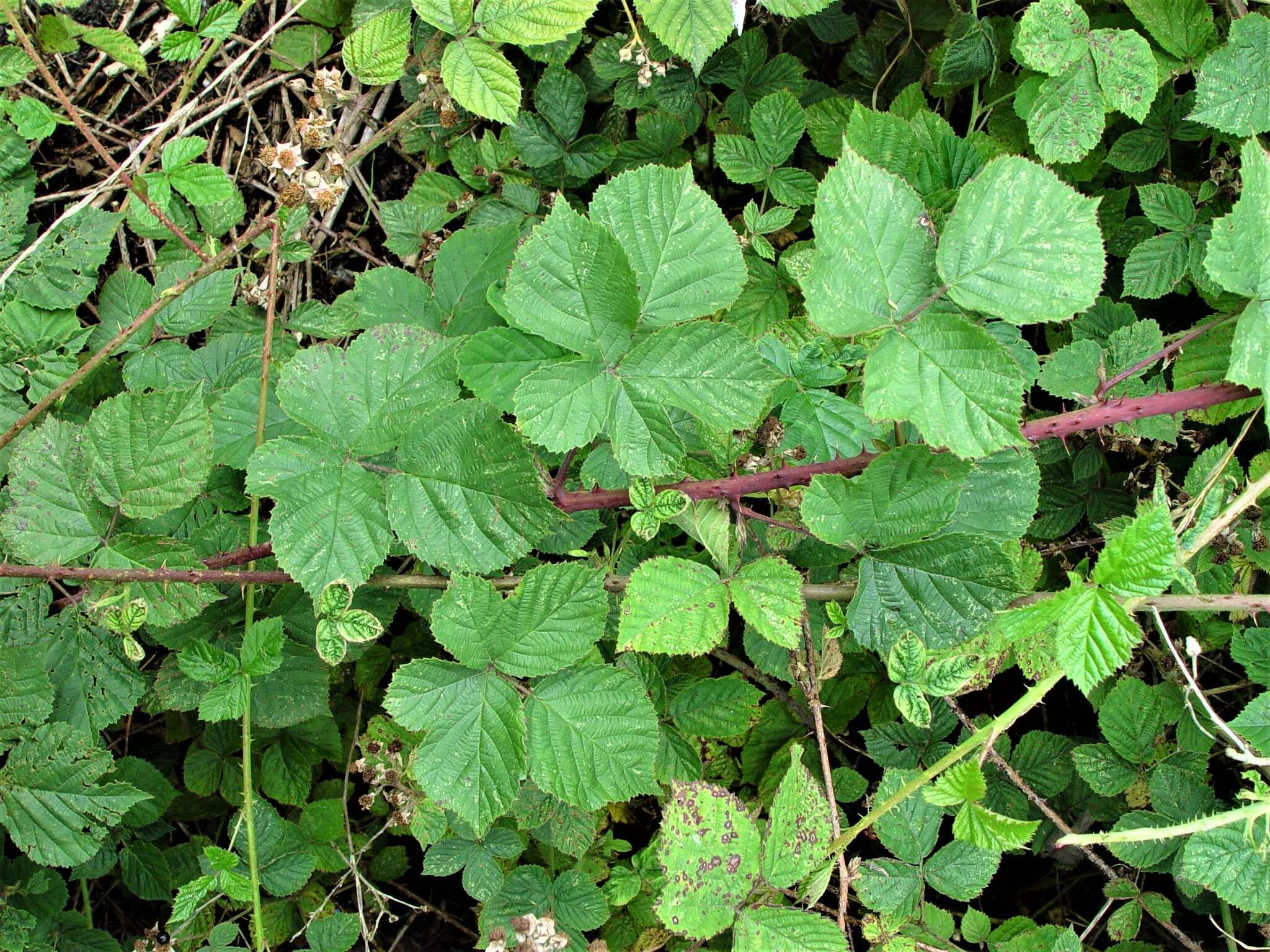 Plancia ëd Rubus warrenii Sudre