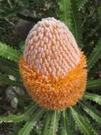 Image of Banksia burdettii F. G. Baker